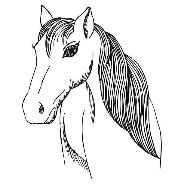 Vector illustration of Hand drawn horse with long mane and bang