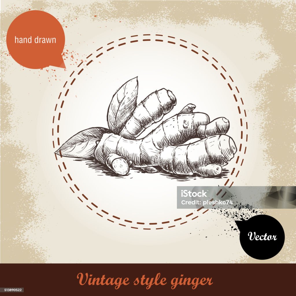 Hand drawn sketch ginger root Ginger root illustration. Vintage retro background with hand drawn sketch ginger root. Herbs and spices vector illustration Ginger - Spice stock vector