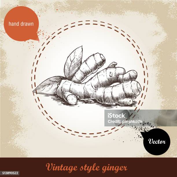 Hand Drawn Sketch Ginger Root Stock Illustration - Download Image Now - Ginger - Spice, Turmeric, Root