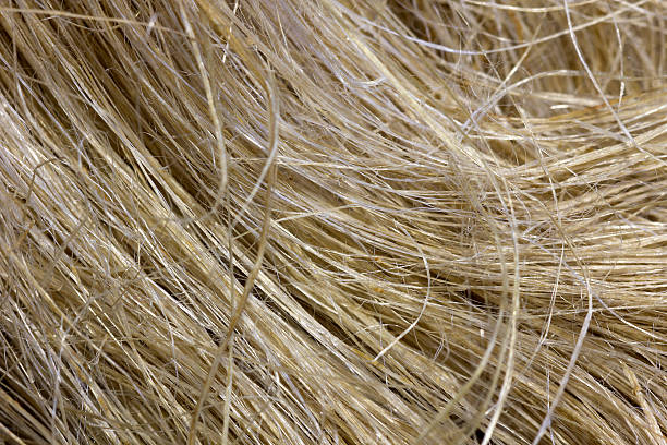 les fibres de chanvre - hemp photos et images de collection