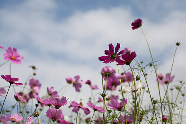 istock flowers in the bokeh texture soft  pastel tone for background 513890614
