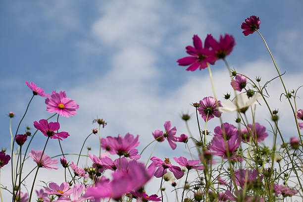 istock flowers in the bokeh texture soft  pastel tone for background 513890744
