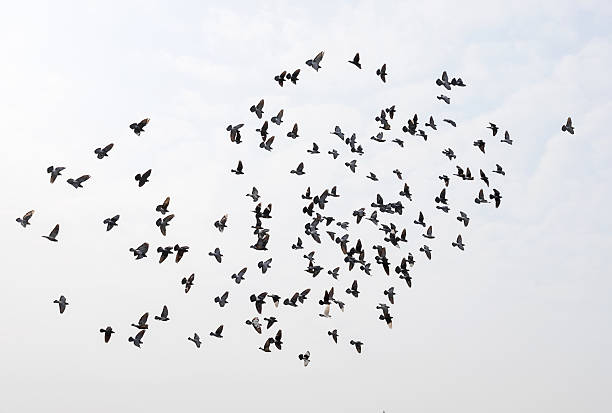 istock Silhouettes of pigeons 513890918