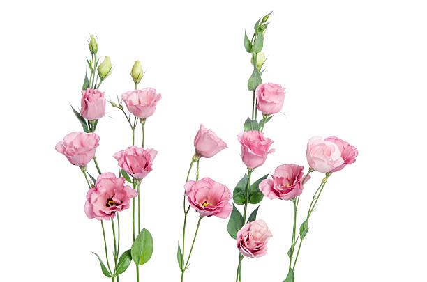 istock Beautiful pink eustoma flowers isolated on white background 513890936