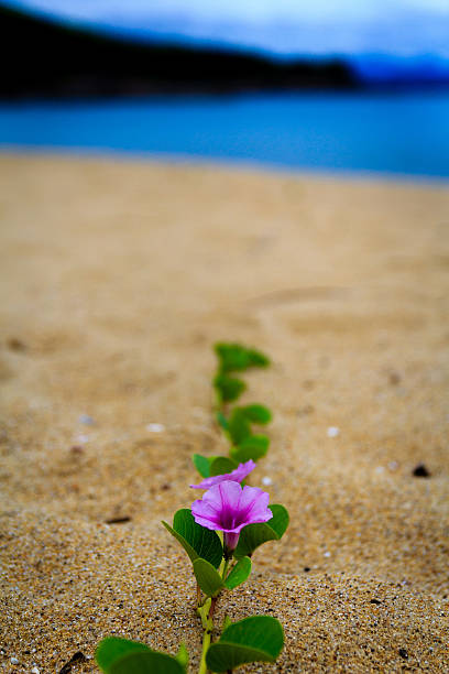 flower on the sandy beach of Hue province, vietnam