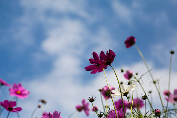 istock flowers in the bokeh texture soft  pastel tone for background 513891118