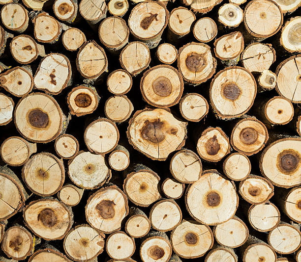 istock Pile of wood logs 513891488