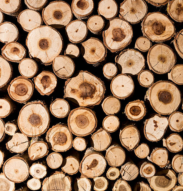 istock Pile of wood logs 513891578
