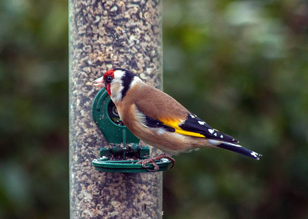 istock Feeding garden birds in winter: goldfinch 513893840