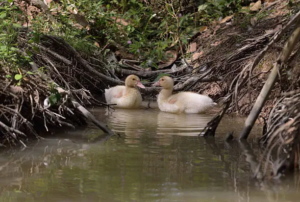 Photo of Duckling