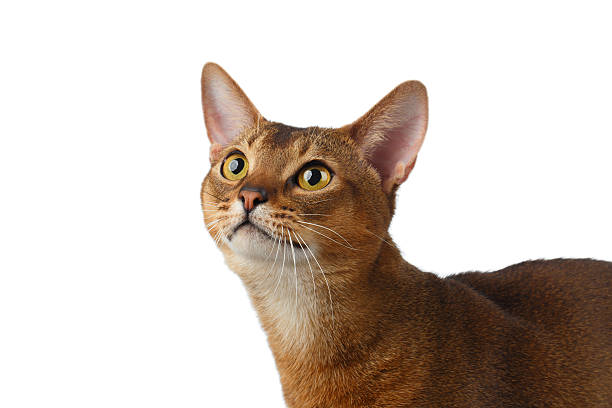 istock Closeup Abyssinian Cat Curiously Looking up isolated on White 513894604