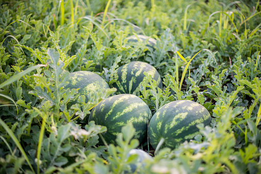 Watermelon in the field