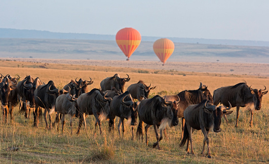 Classic Kenya safari landscape with wildebeest herd foreground and hot air balloon backdrop – Masai Mara, Kenya