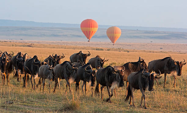 Balloon safari Classic Kenya safari landscape with wildebeest herd foreground and hot air balloon backdrop – Masai Mara, Kenya masai mara national reserve stock pictures, royalty-free photos & images