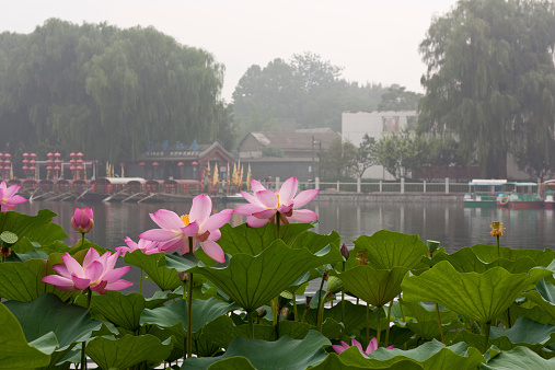 Nelumbo nucifera (sacred lotus) is native to Asia.