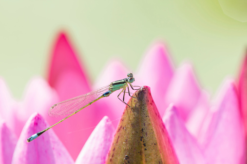 dragonfly with pink lotus