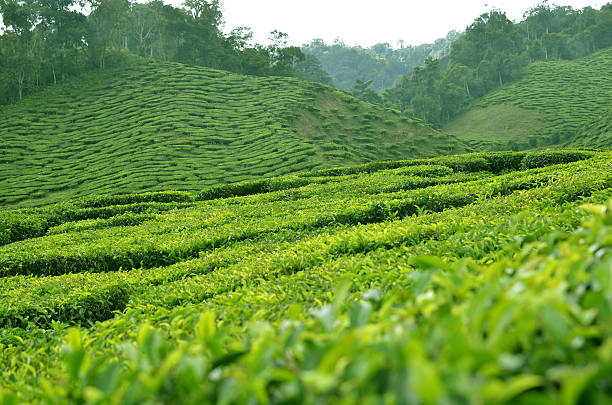 istock Cameron Highland - Tea Plantation 513903333