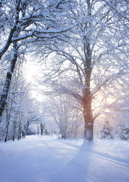 Snowy alley