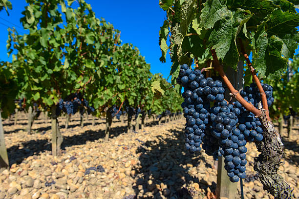 istock Grapes in Bordeaux Vineyard 513904003