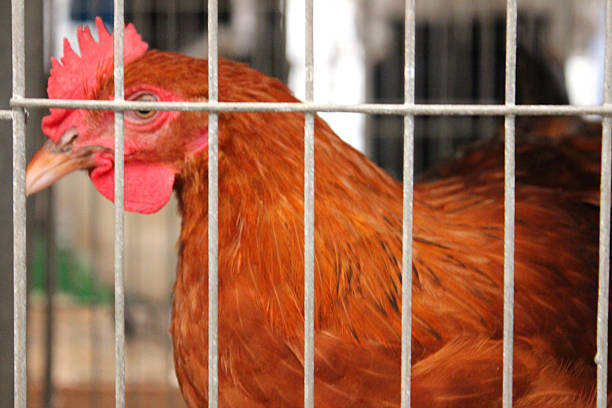 Image of battery hen in cage, chicken behind bars, animal-welfare Photo showing a battery hen in a small cage / chicken behind bars, rather like a prison cell.  This is a concept image to illustrate farm animal welfare / cruelty to our feathered, egg laying friends. battery hen stock pictures, royalty-free photos & images