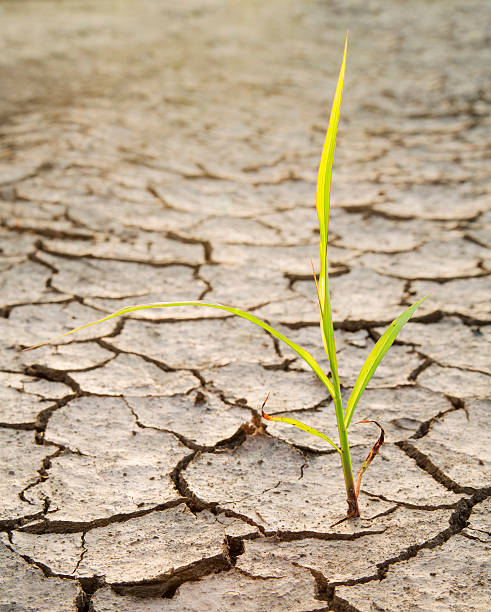 istock Plant struggling for life at drought land backlight 513906043