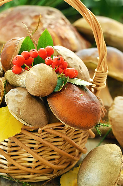 istock Fresh mushrooms in basket, close up view 513906123