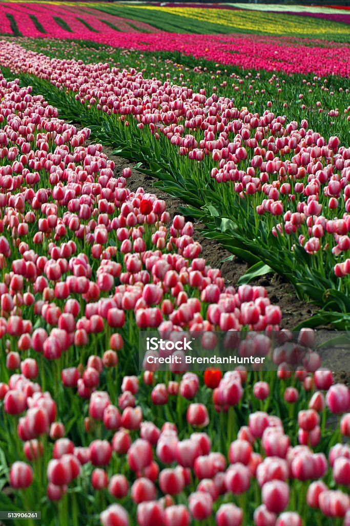 Endless Flowers A tulip farm in British Columbia in early spring.  Agricultural Field Stock Photo