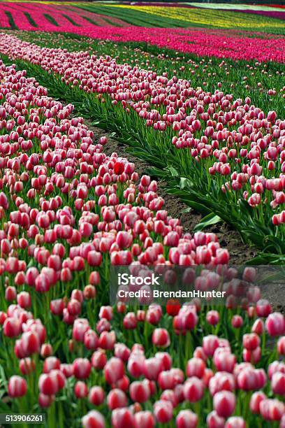 Endless Flowers Stock Photo - Download Image Now - Agricultural Field, Agriculture, Beauty In Nature