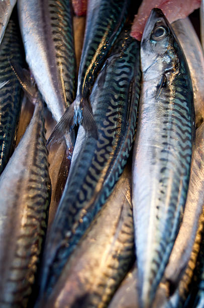 mackerel