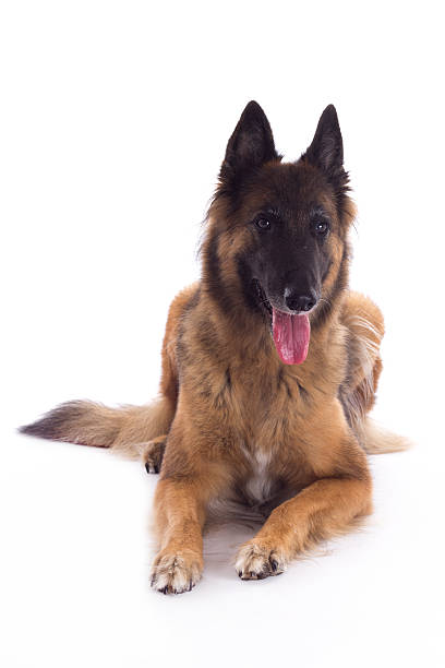 Belgian Shepherd Tervuren bitch, laying down, white studio background Belgian Shepherd Tervuren bitch, laying down, white studio backgroundBelgian Shepherd Tervuren bitch, laying down, white studio background 6 9 months stock pictures, royalty-free photos & images