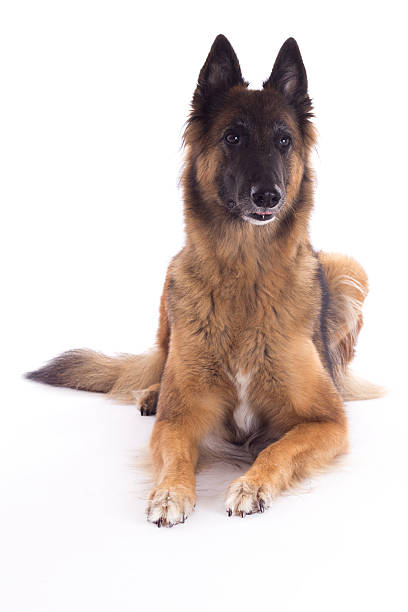 Belgian Shepherd Tervuren bitch, laying down, white studio background Belgian Shepherd Tervuren bitch, laying down, white studio backgroundBelgian Shepherd Tervuren bitch, laying down, white studio background 6 9 months stock pictures, royalty-free photos & images