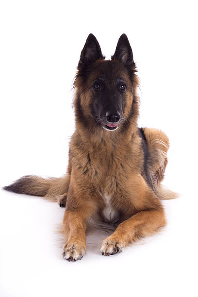 Belgian Shepherd Tervuren bitch, laying down, white studio background Belgian Shepherd Tervuren bitch, laying down, white studio backgroundBelgian Shepherd Tervuren bitch, laying down, white studio background 6 9 months stock pictures, royalty-free photos & images