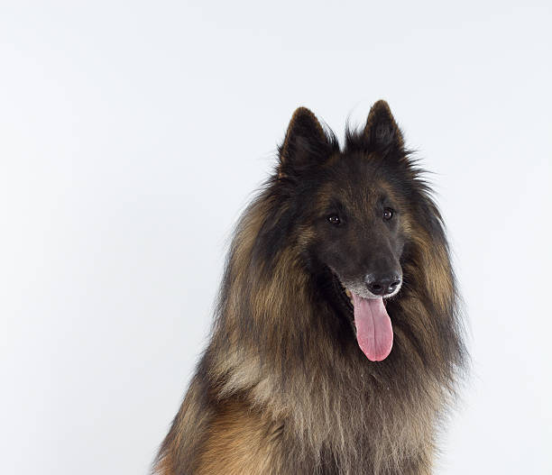 istock Belgian Shepherd Tervuren dog, headshot, white studio background 513906863