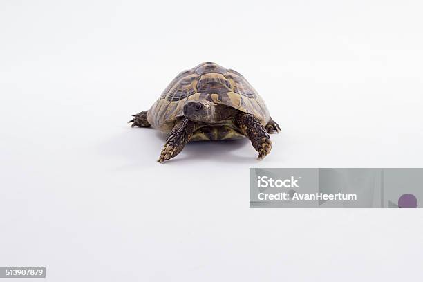 Greek Land Tortoise Testudo Hermanni White Studio Background Stock Photo - Download Image Now