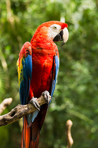 istock Portrait of Scarlet Macaw parrot 513908189