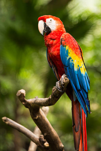 istock Portrait of Scarlet Macaw parrot 513908193