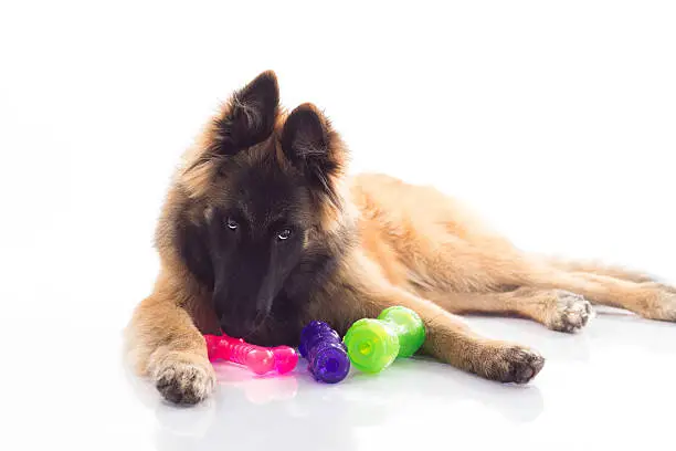 Belgian Shepherd Tervuren puppy, six months old, laying down on shiny white floor, playing with colored toys, white studio background