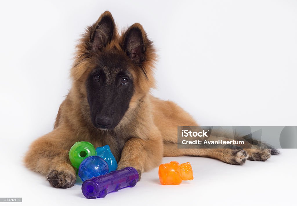 Belgian Shepherd Tervuren puppy, six months old, white studio background Belgian Shepherd Tervuren puppy, six months old, laying down on shiny white floor, playing with colored toys, white studio background Moving Down Stock Photo