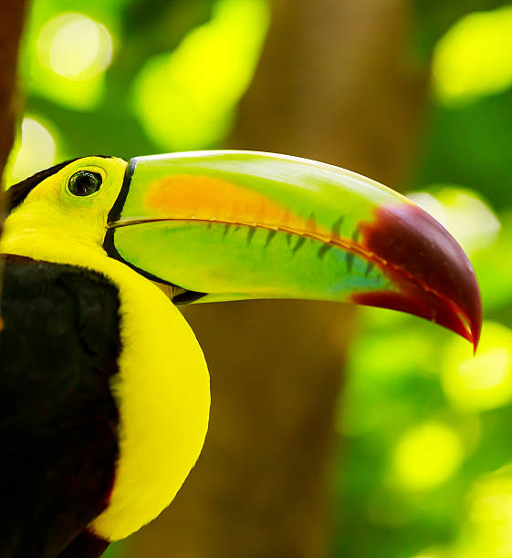 istock Colorful toucan bird 513917221