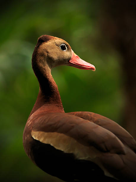 istock Black-bellied Whistling  Tree Duck 513917235