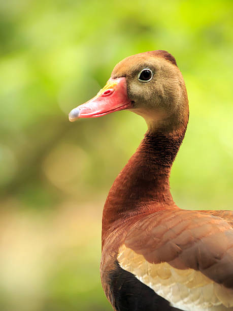 istock Black-bellied Whistling  Tree Duck 513917237