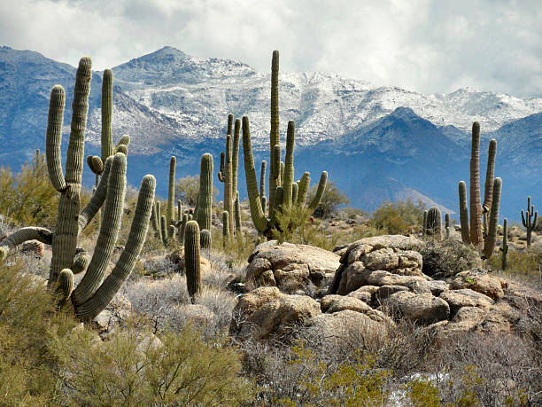 istock Sonoran Desert winter scene in daylight 513917311