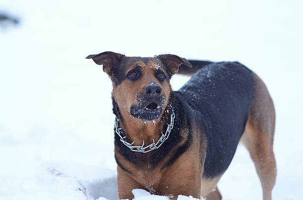 istock Dog in the snow 513917637