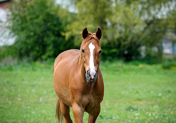 istock Horse in meadow. Summer day 513917945