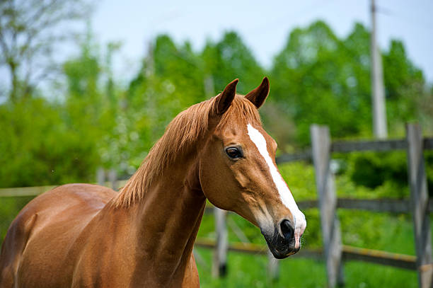 istock Horse in meadow. Summer day 513917963