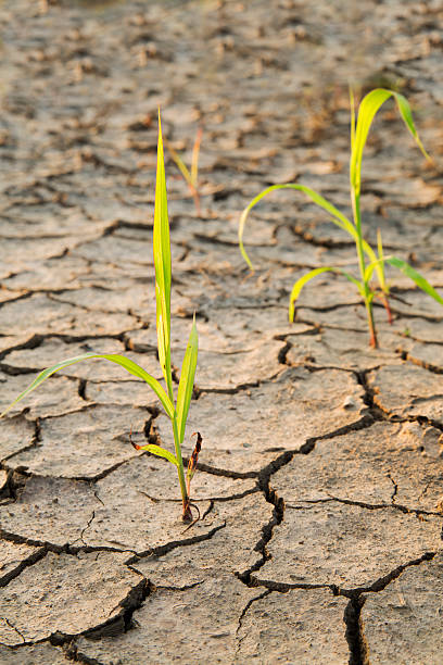 istock Plants struggling for life at drought land 513918193