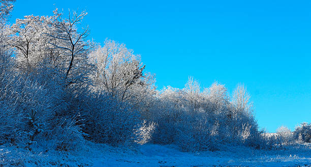 istock Trees covered with hoarfrost and snow in mountains 513918211