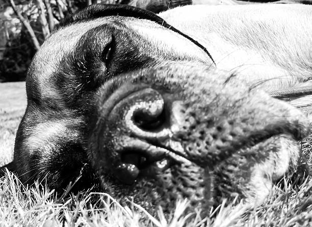 This is an old friend of mine, and we were spending some time together at Volunteer Park in Seattle, Washington, U.S.A. He is a big English Mastiff, and is such a stoic and honorable dog. Loving and protecting is his motto.