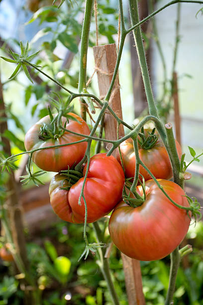 istock tomatoes growing in greenhouse 513919581