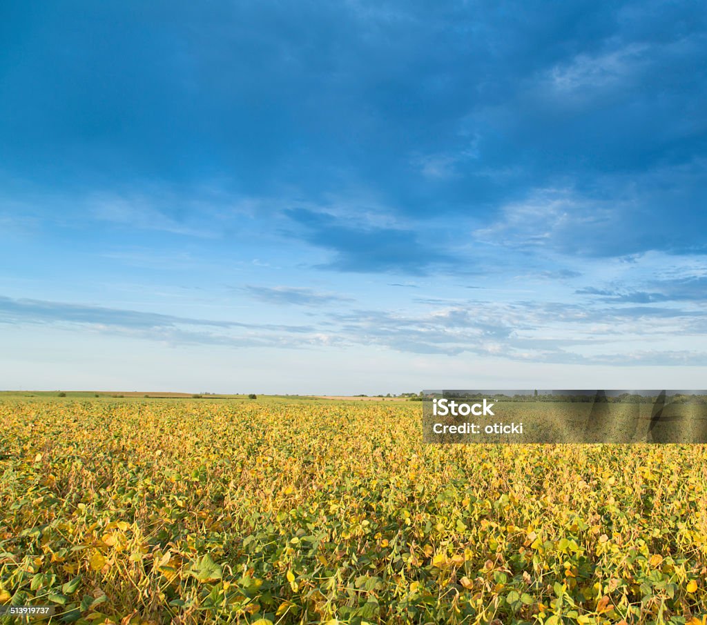 Campo de soja maturação na primavera, paisagem cultural - Foto de stock de Agricultura royalty-free